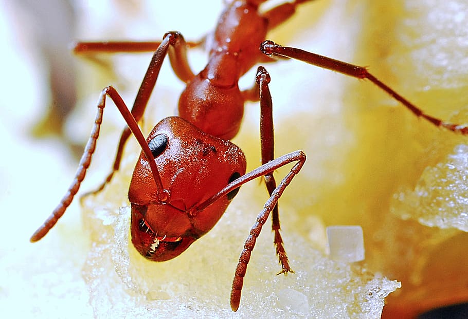 ant, macro, insect, detailed, nature, red, antenna, animal HD wallpaper