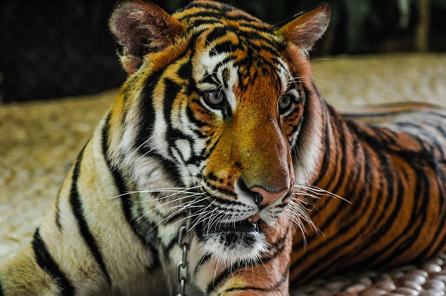 tiger, cat, portrait, animal, animal themes, animal wildlife HD wallpaper