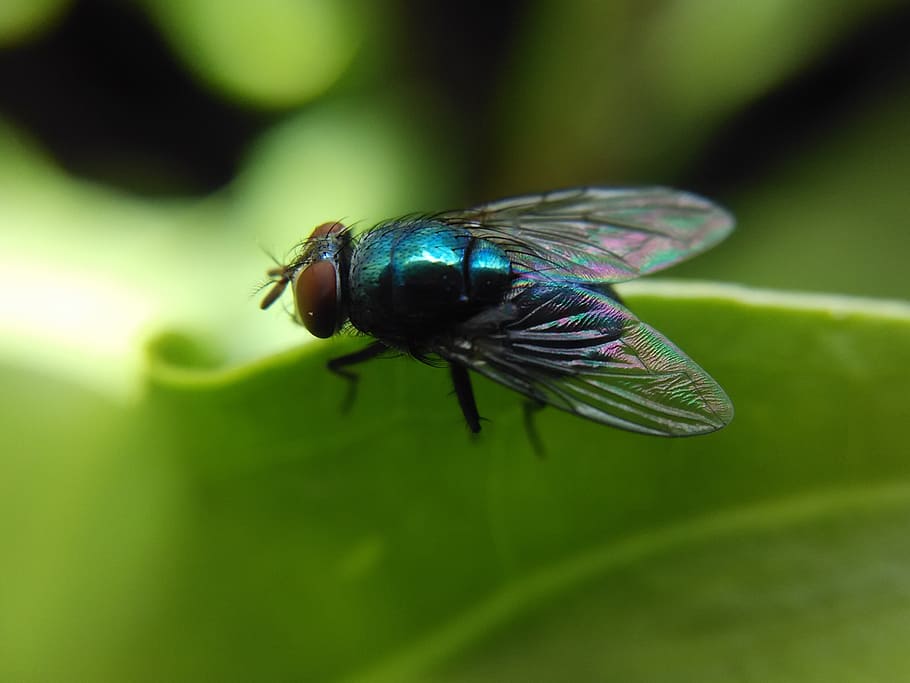 fly, insect, nature, wildlife, bug, green, animal, invertebrate HD wallpaper