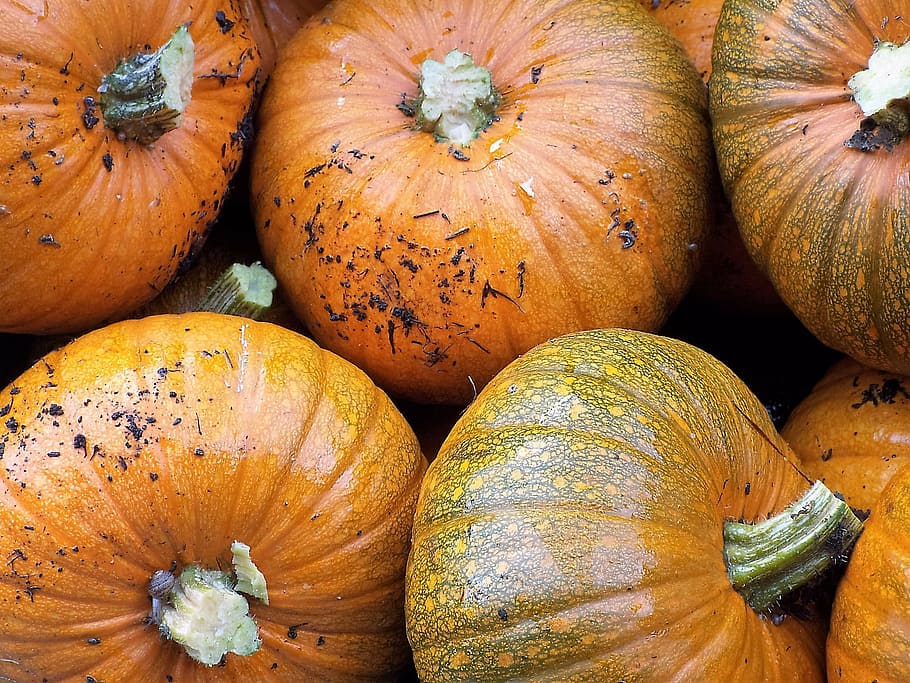 pumpkins, garden, harvest, autumn, vegetable, halloween, season HD wallpaper