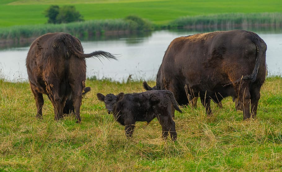 Animals, Cattle, Agriculture, Cow, baby, pasture, calf, livestock