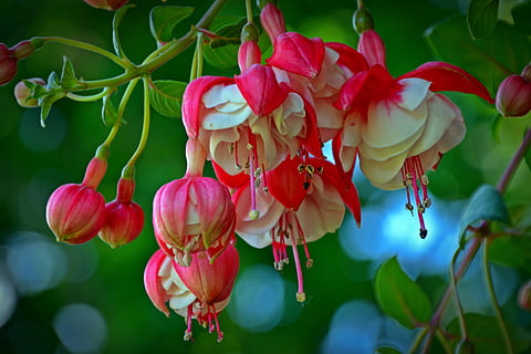 Fuchsia, Blossom, Bloom, Close, red, balcony plant, ornamental plant HD wallpaper