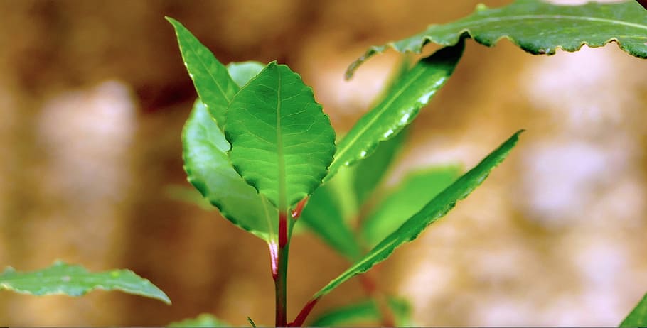 Laurel, Sicily, addavuru, green color, leaf, nature, plant HD wallpaper