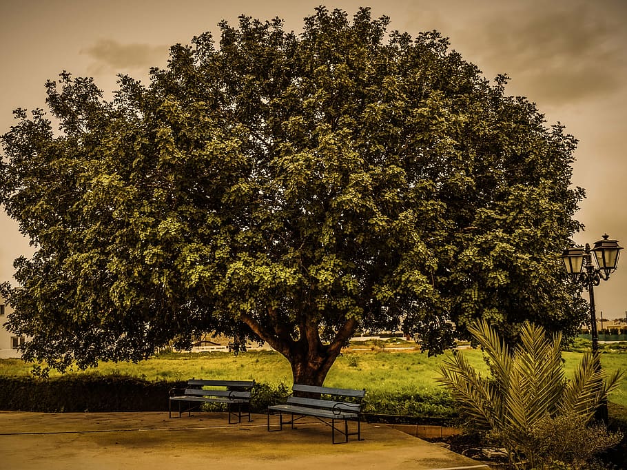 tree, benches, lantern, square, nature, scenics, no people HD wallpaper