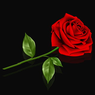 flower, love, rosa, leaf, plant, red rose, romantic, dedicated HD wallpaper