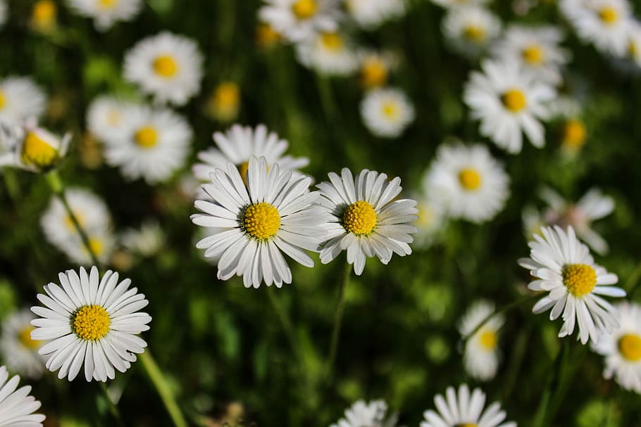 daisy, flower, spring, meadow, plant, grass, nature, green HD wallpaper