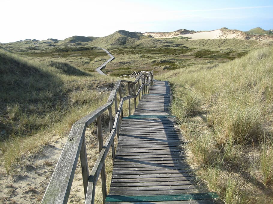 Island, Amrum, North Sea, Dune, Sand, boardwalk, grass, landscape, HD wallpaper