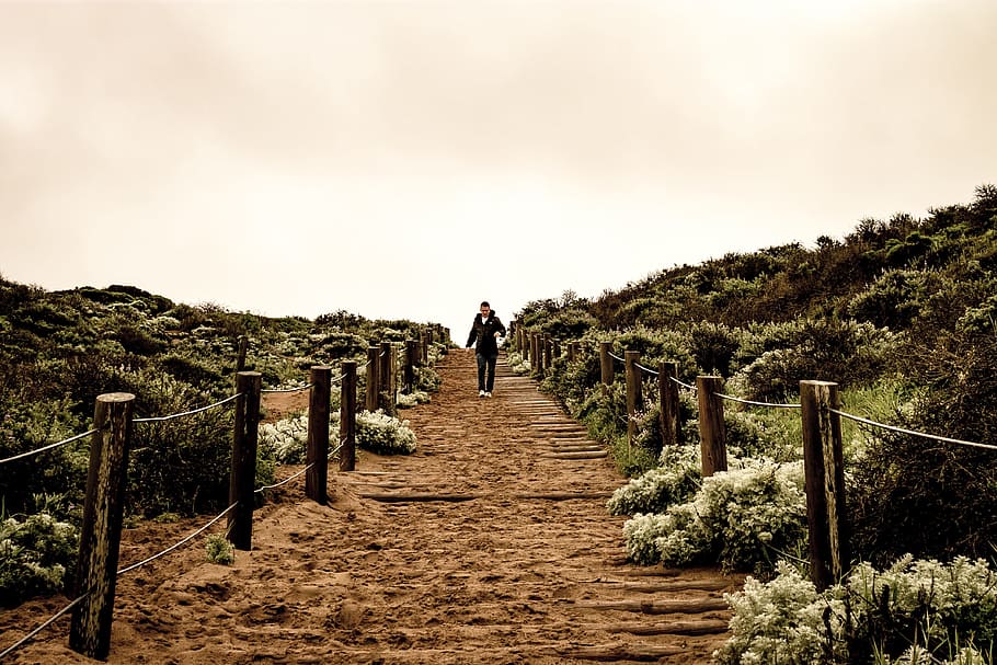 people, man, walking, trees, plant, grass, flower, nature, outdoor HD wallpaper