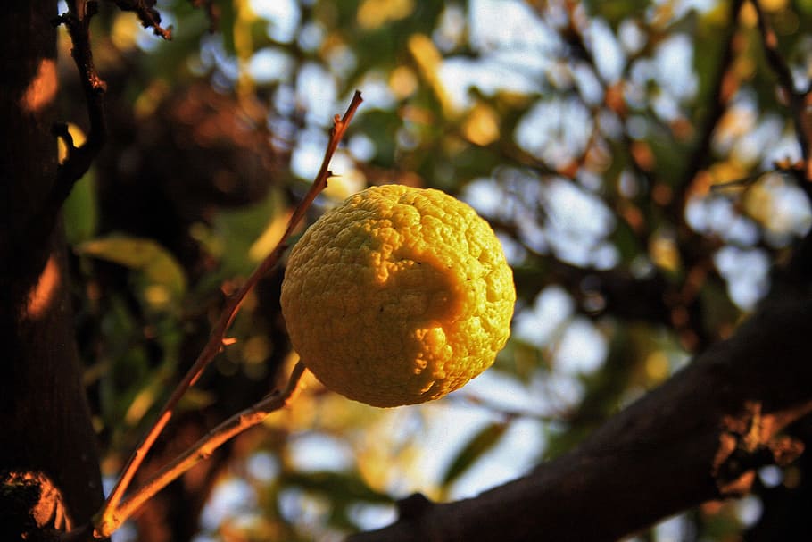 Fruit, Lemon, Citrus, Yellow, tree, hanging, growth, branch HD wallpaper