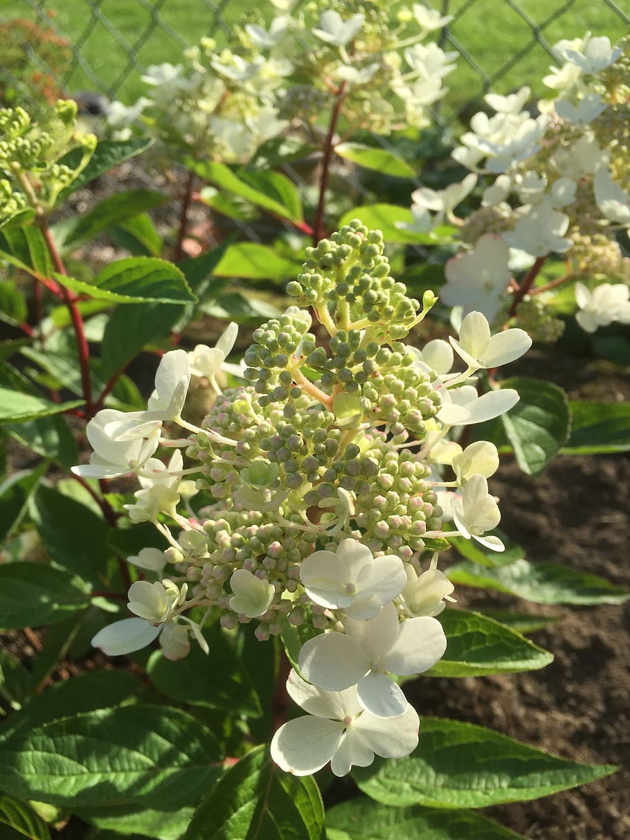 garden, summer, hydrangea, plant, growth, flower, flowering plant HD wallpaper