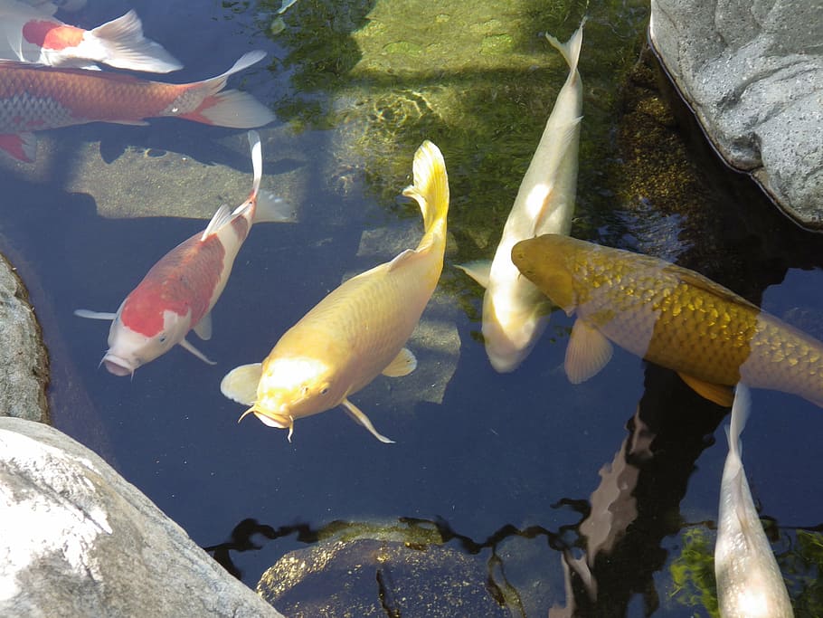orange and white koi fish swimming under water, pond, japanese garden
