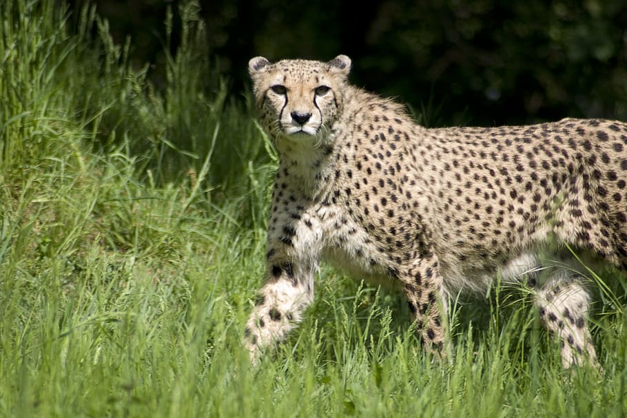 cheetah, predator, cat, fur, hair, pattern, points, speed, fast HD wallpaper