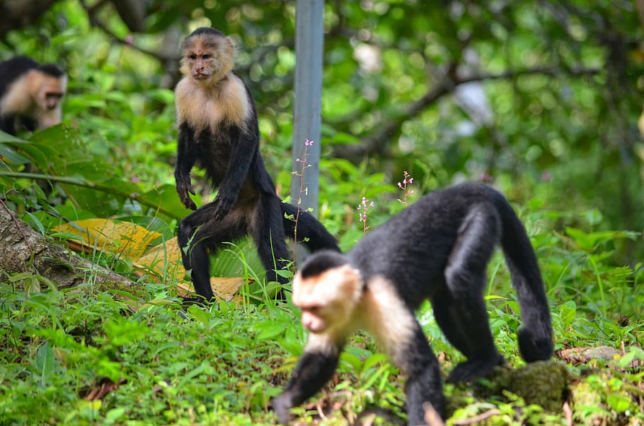 monkey, primate, wildlife, jungle, animal, mammal, animal themes HD wallpaper