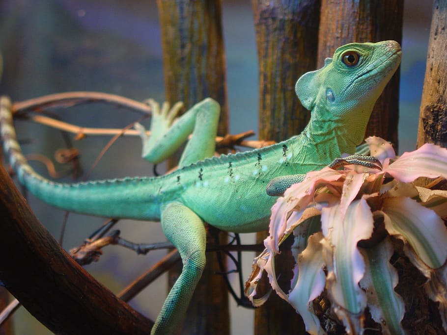 iguana, animals, lizard, reptile, animal themes, animal wildlife HD wallpaper