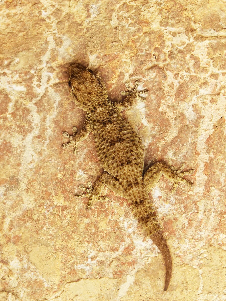 gecko, dragon, lizard, texture, camouflage, animal, animal themes HD wallpaper