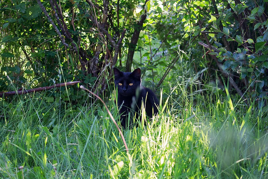 cat, kitten, black, grass, green, cute, pet, animal, kitty HD wallpaper