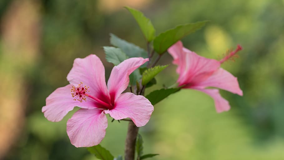 flower, plant, nature, leaf, flowering plant, fragility, vulnerability HD wallpaper