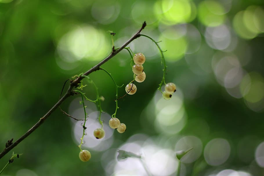currants, white, fruit, nature, shrub, leaf, plant, close-up HD wallpaper