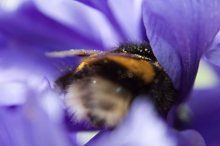 lost in flower, selective focus photography of black and orange bee on purple flower HD wallpaper