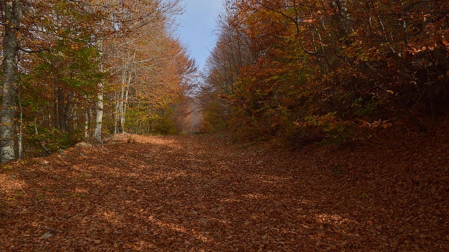 trees, forest, woods, nature, forest trees, landscape, green HD wallpaper