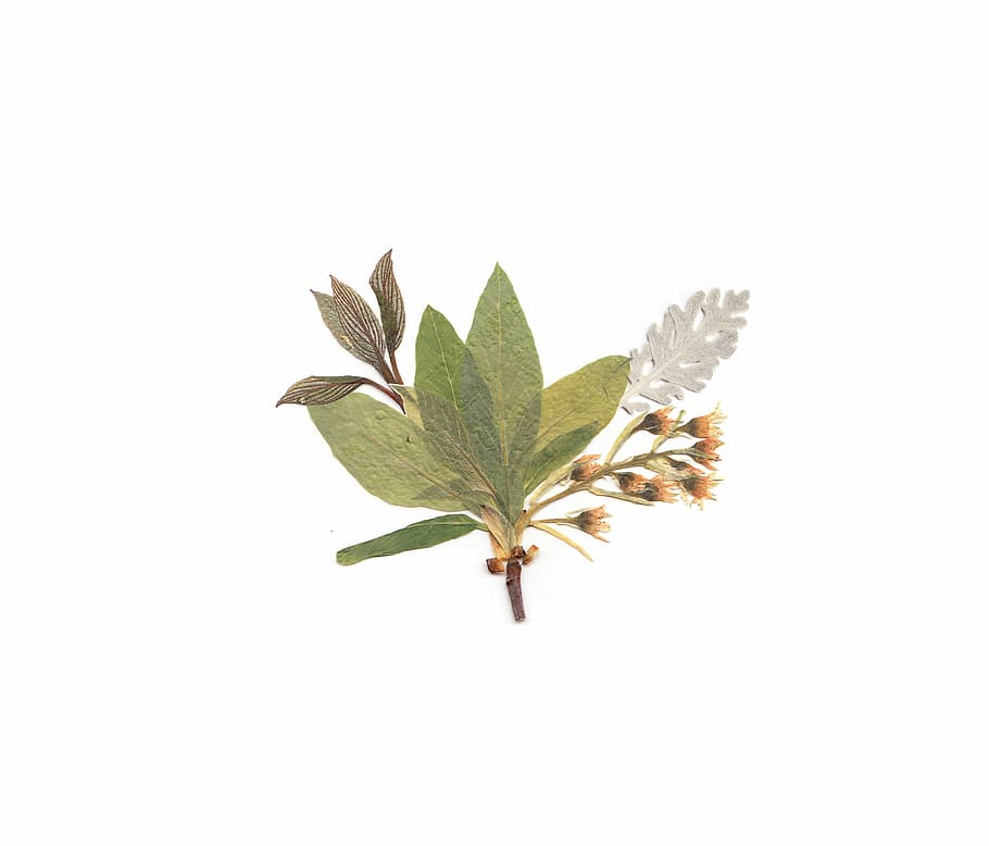 white, green, and brown petaled flowers, green leaves with yellow flowers HD wallpaper