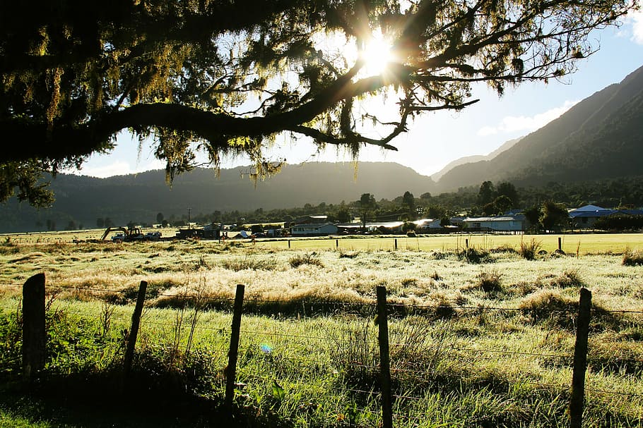 greenery, scenery, tree, field, breathtaking, fox glacier, new zealand HD wallpaper