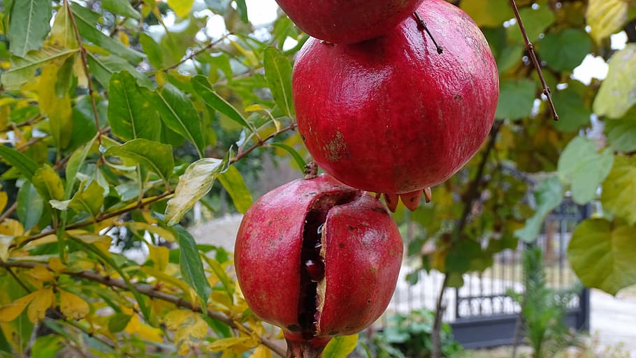 fruit, pomegranate, autumn, nature, tree, leaf, food, ripe HD wallpaper