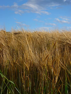 field, grain, summer, sky, cereals, spike, cornfield, agriculture HD wallpaper