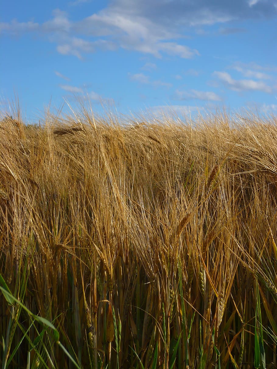 field, grain, summer, sky, cereals, spike, cornfield, agriculture HD wallpaper