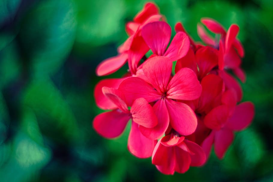 closeup photo of red flower, geraniums, pink, macro, flowering plant HD wallpaper