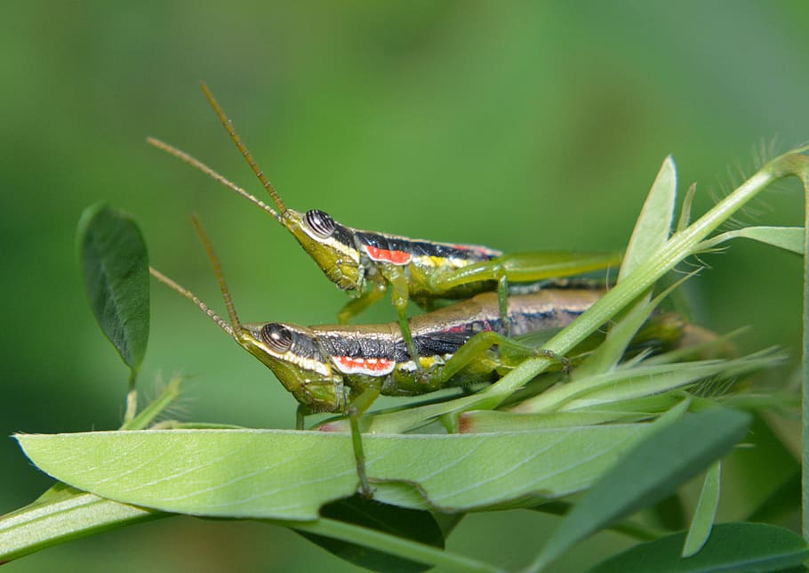 Grasshoppers, Insects, Couple, two, mating, duet, pair, animal themes HD wallpaper