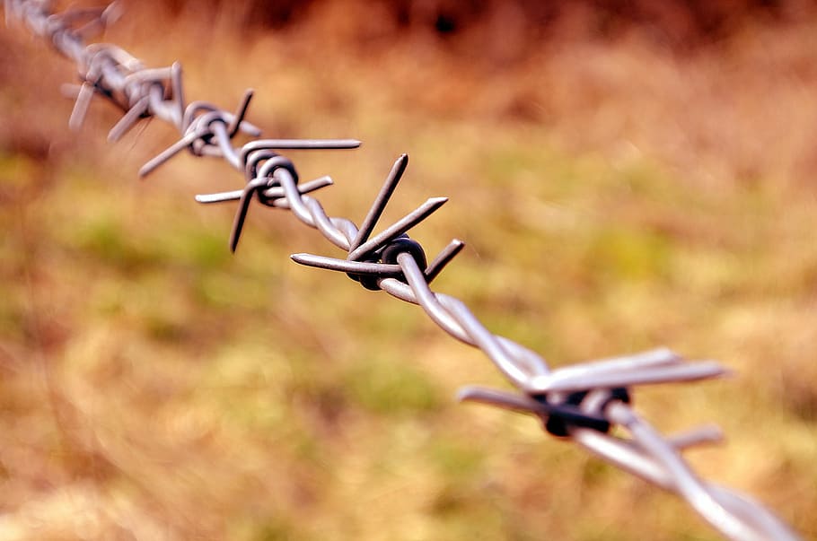 selective focus photo of gray barbwire, barbs, danger, border HD wallpaper