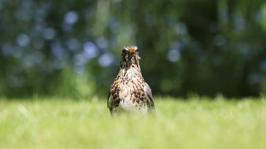falcon on grass field, fieldfare, bird, dof, nature, outdoors backyard HD wallpaper