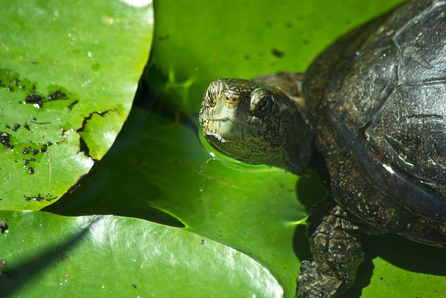 Turtle, Water, Leaf, Animal, Wildlife, zoology, species, wilderness HD wallpaper