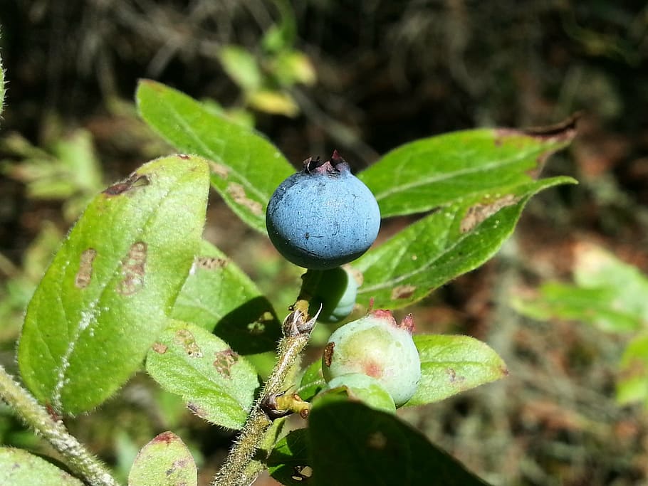 blueberry, wild, forest, nature, fruit, food, plant part, leaf HD wallpaper