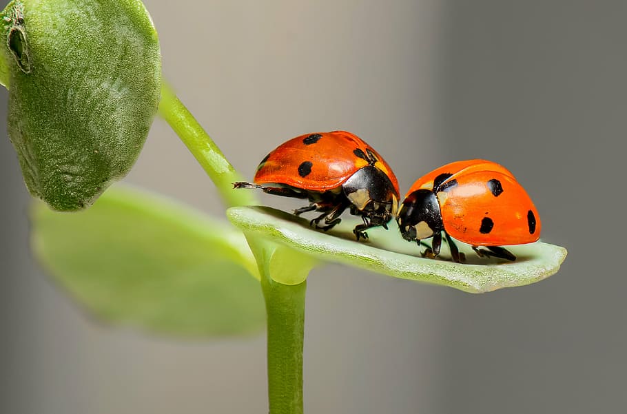 closeup photo of two orange-and-black ladybugs, ladybirds, insects