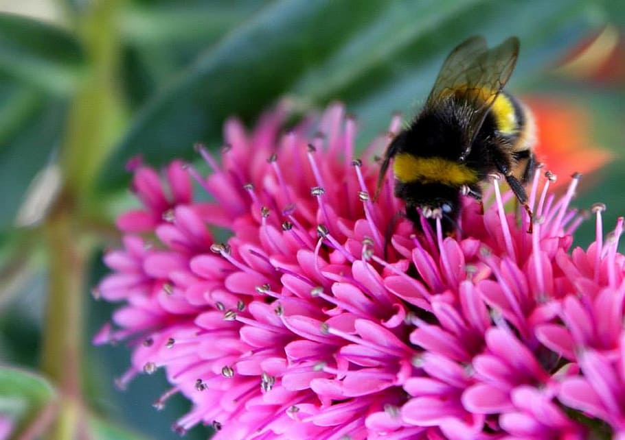Bee, Flower, Nature, Insect, Plant, pollen, pollination, macro HD wallpaper