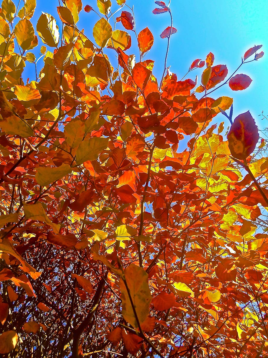 orange, yellow, bush, leaf, autumn, foliage, change, plant HD wallpaper