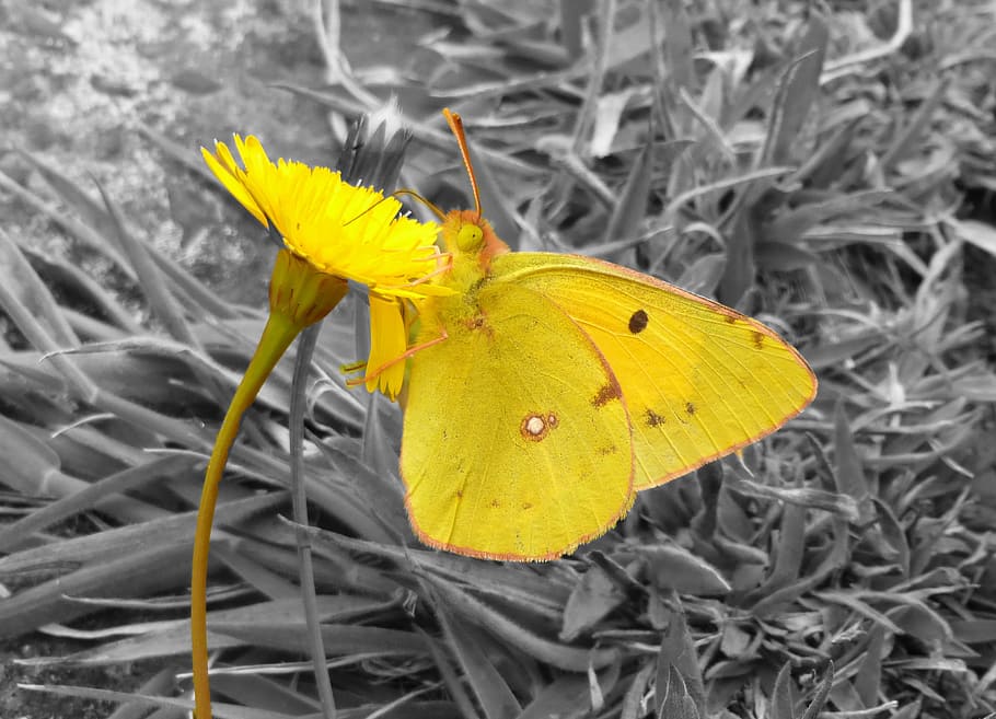Butterfly, Yellow, Insect, Close, Animal, nature, butterfly - Insect HD wallpaper