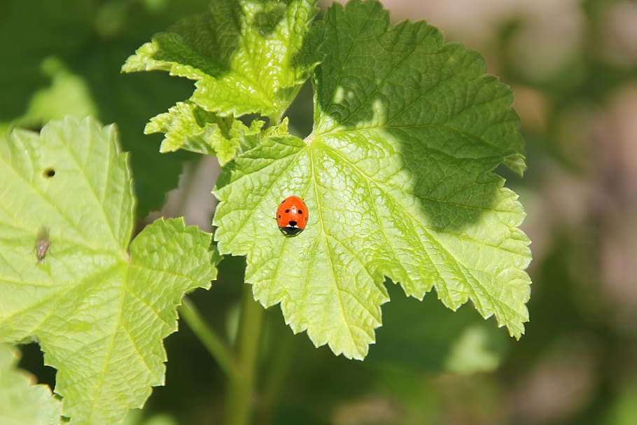ladybug, stinging nettle, flower, green, nature, sun, leaf HD wallpaper