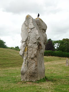 england, mégalithe, bird, pierre, avebury, plant, grass, tree HD wallpaper