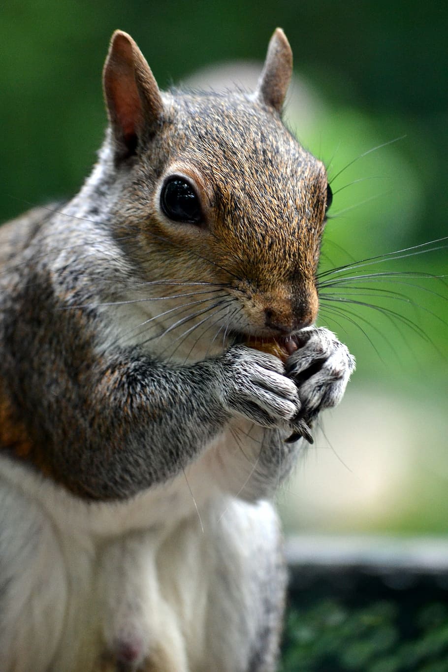 squirrel, animal, acorn, one animal, focus on foreground, animal wildlife HD wallpaper