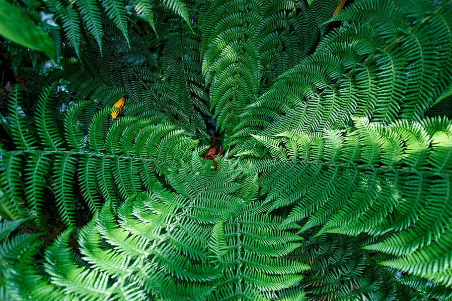 Hd Wallpaper Fern Leaves Green Evergreen Nature Plants Green