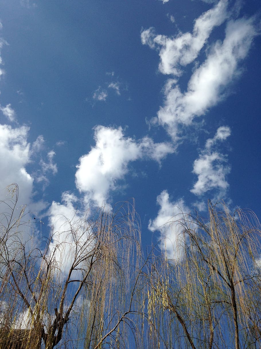 trees, blue sky, white cloud, cloud - sky, low angle view, plant HD wallpaper