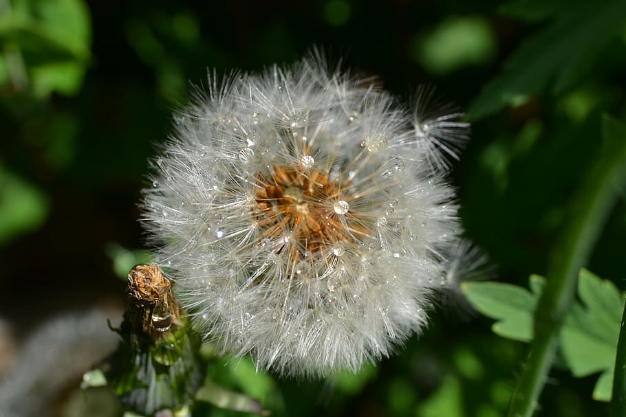 dandelion, seed, head, green, close-up, detail, blow, flower HD wallpaper