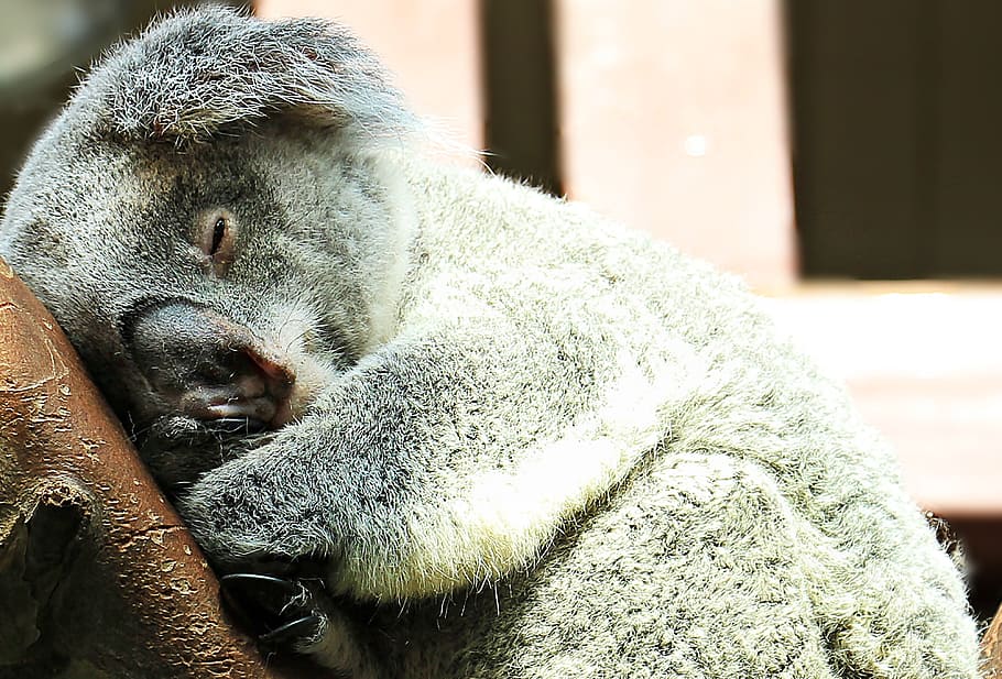 Koala on tree branch, animal, sweet, purry, ashen koala, cuddly, HD wallpaper