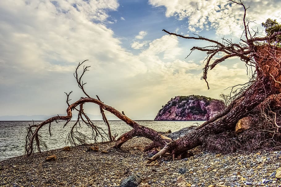 pebble beach, wild, fallen tree, debris, nature, sea, coast HD wallpaper