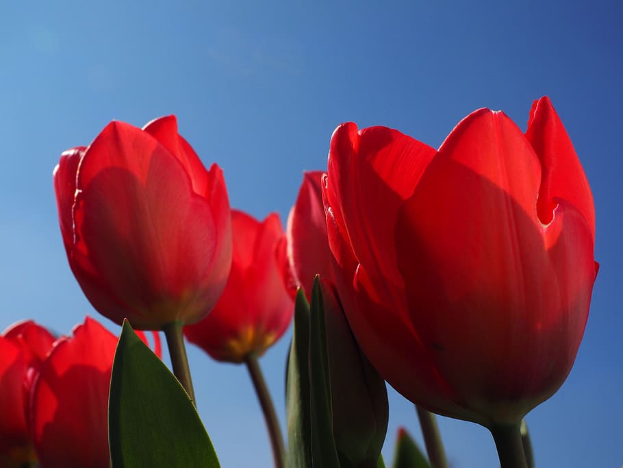 tulips, red, flowers, spring, close, colorful, tulipa, lily HD wallpaper