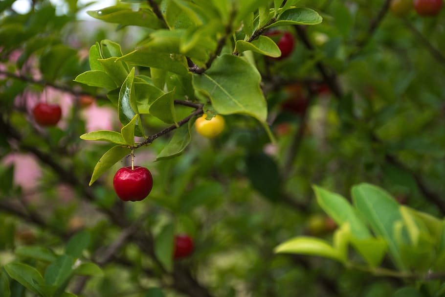 nature, leaf, fruit, tree, branch, shrub, summer, outdoors HD wallpaper