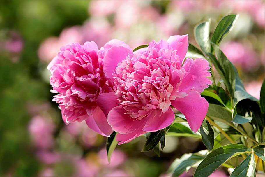 close up photography of pink carnation flowers, nature, plant